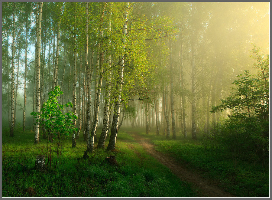 The fog is leaving slowly... | pathway, forest, haze