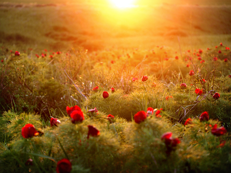 Azure valley | flowers, sunlight, field