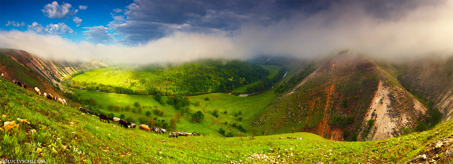 A foggy morning | fog, animals, valley, mountains, panorama