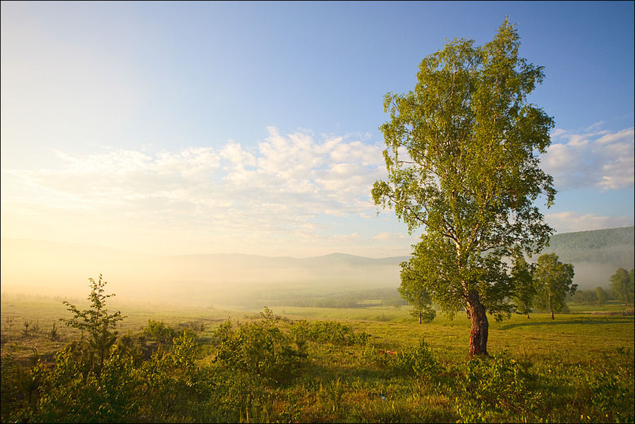 Freshness of the morning | tree, fog, field