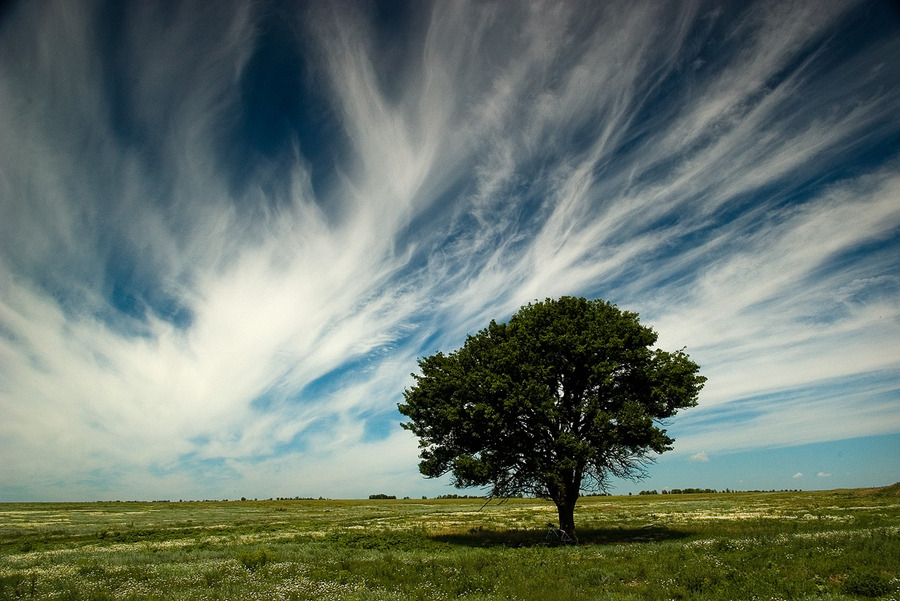 Infinity | field, clouds, tree