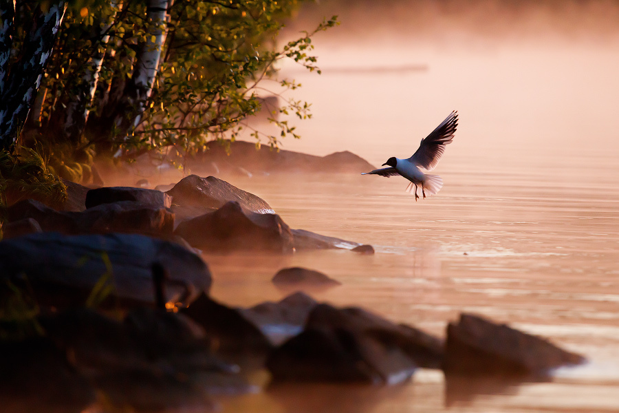 Hello gull | river, dawn, animals