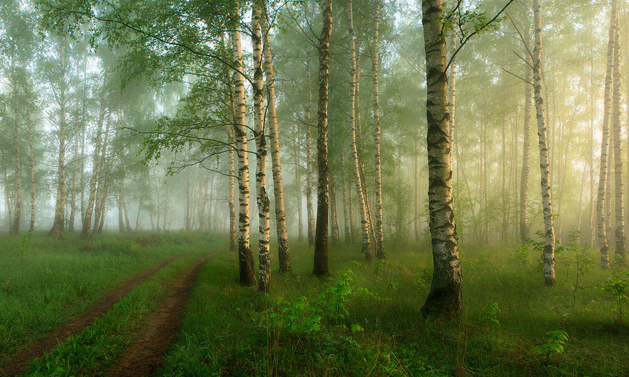 A foggy morning | trees, pathway, fog