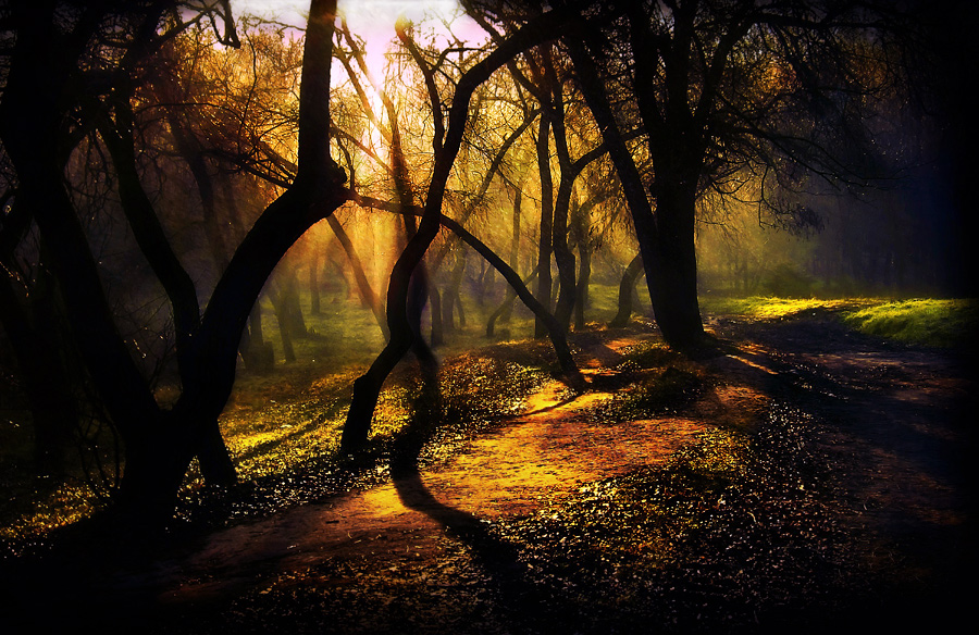 Morning in the virgin forest | beams, forest