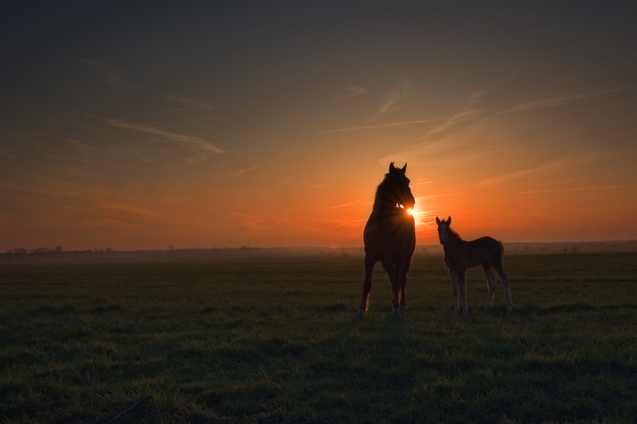 I will give you the sun | field, sunset, animals