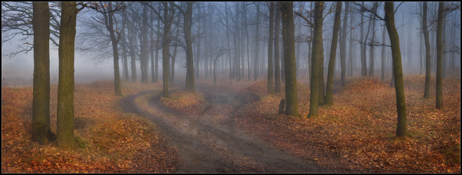 Different roads | fog, pathway, forest