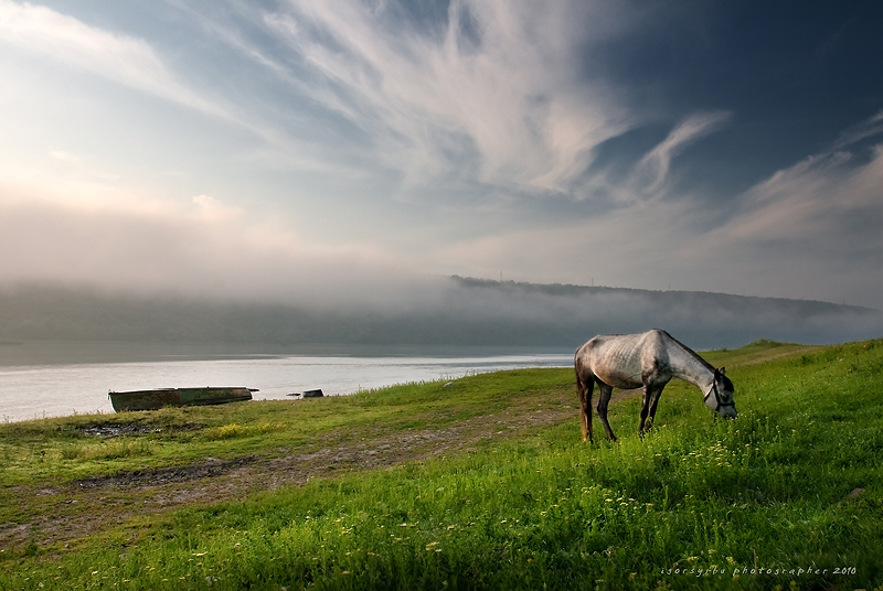 A June morning | fog, river, animals