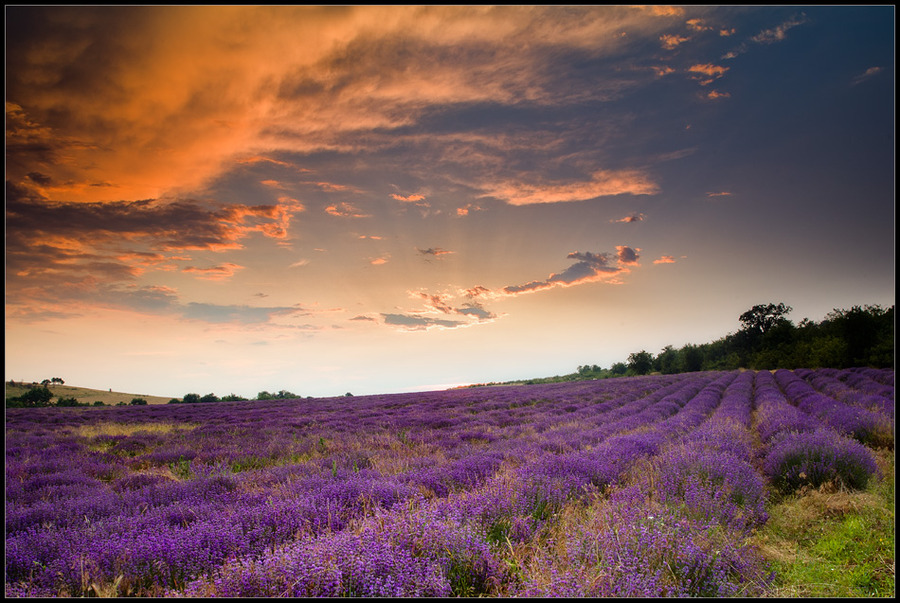 A lavender field | flowers, field, dusk