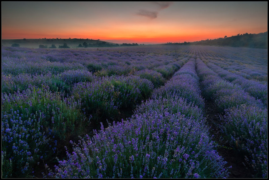 Lavender | flowers, dawn, field