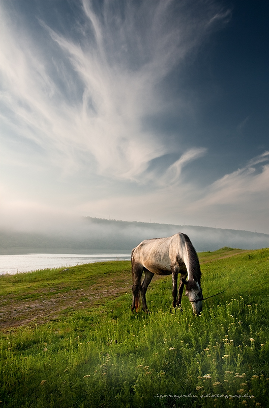 Morning by Dnestr | grass, sky, animals