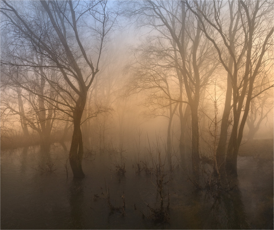 By the magic river... | trees, fog, river, dawn