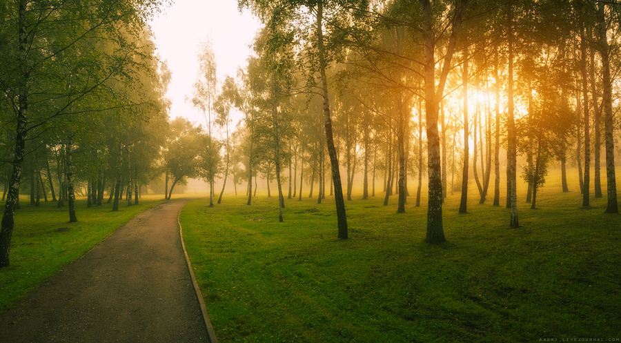 The balance | morning, pathway, park