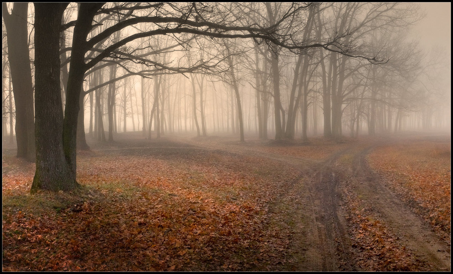 Foggy paths | pathway, forest, fog, autumn