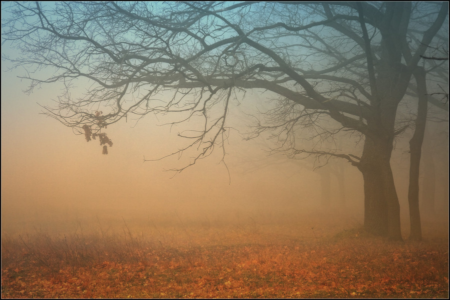 My magic dream | tree, autumn, fog