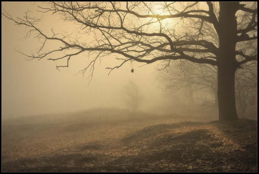 The last one | fog, silhouette, tree