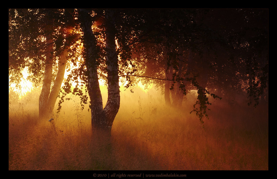 About the magic of light | trees, fog, sunrise, beams