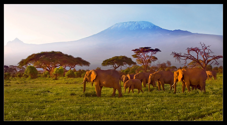 Worshippers of the sun | mountains, trees, animals