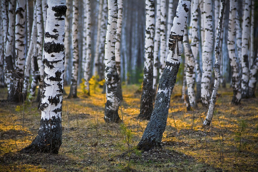 Between the russian beauties | forest, trees