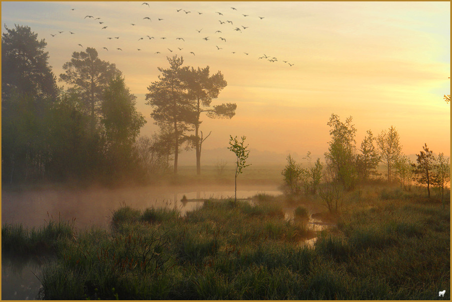 Sunrise at the lake | animals, lake, dawn, fog