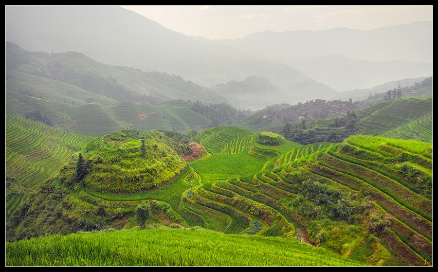 Time to pick the rice | valley, haze, panorama