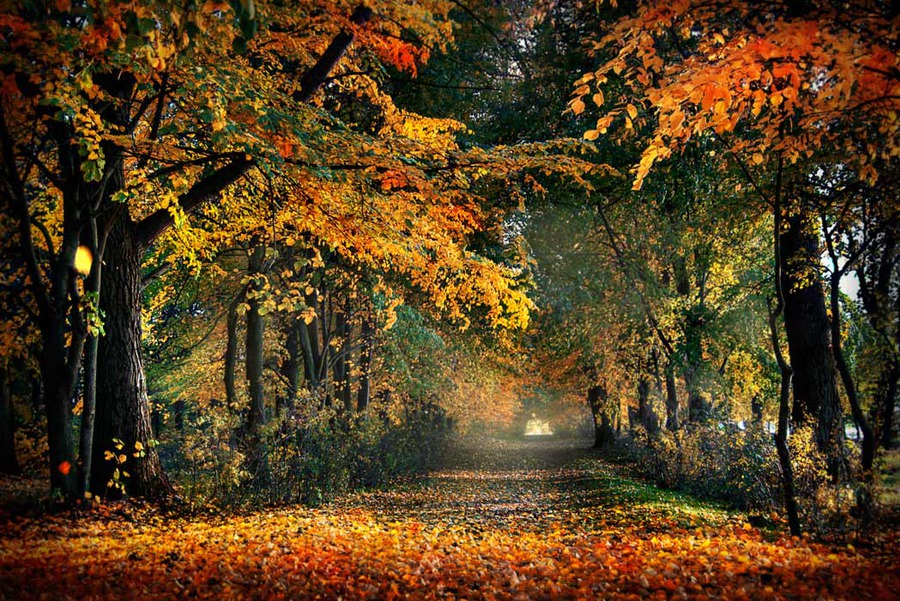 Autumn colours | alley, autumn, park