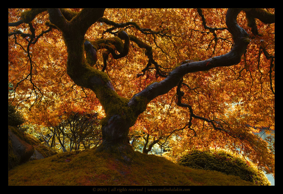 Autumn | branches, tree, autumn