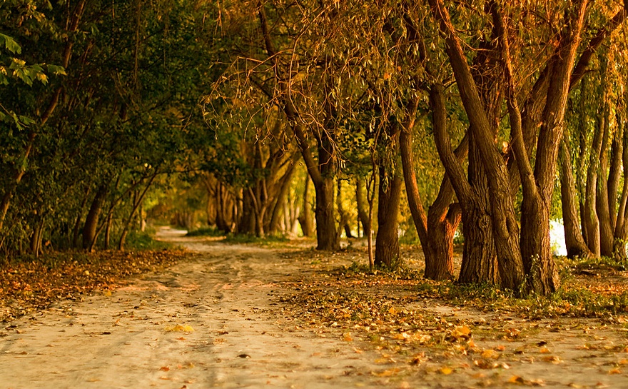 A walk in autumn | alley, forest