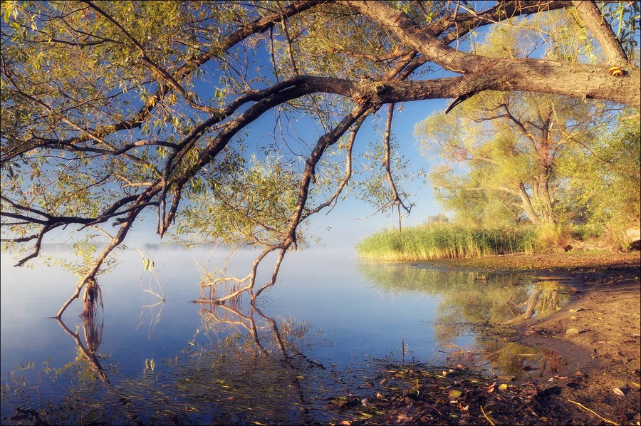 Morning relaxation | swamp, branches, tree