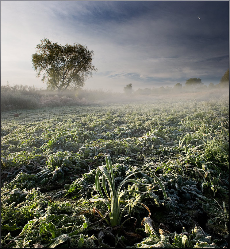 A frosty morning | haze, hoarfrost