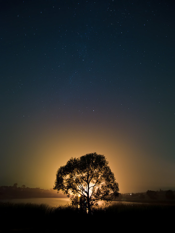 The keeper of night fairytales | tree, sunset, silhouette