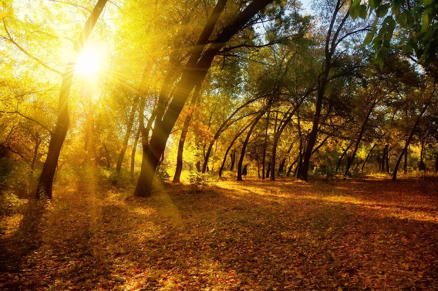Autumn palette | trees, autumn, sun