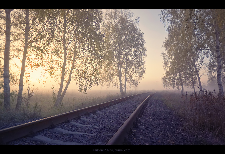 Follow the foggy dawn | trees, road, fog