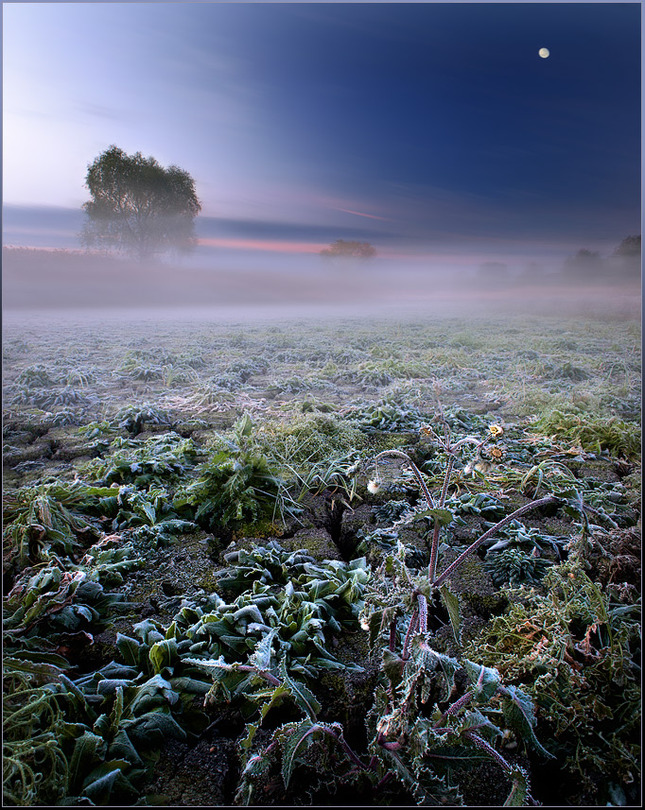A cold dawn | hoarfrost, fog