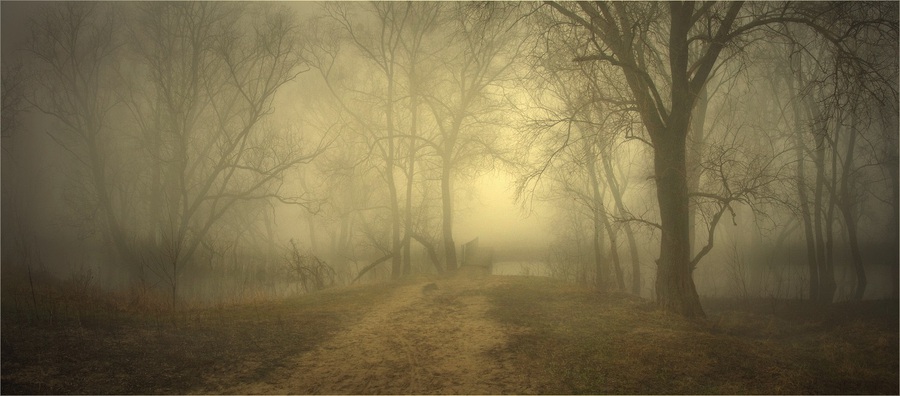 Placative atmosphere | branches, water, trees, haze, mist, bridge, river, grass, pathway, fog