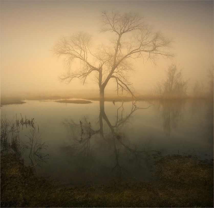 Reflecting in the fog | tree, lake, reflection, fog