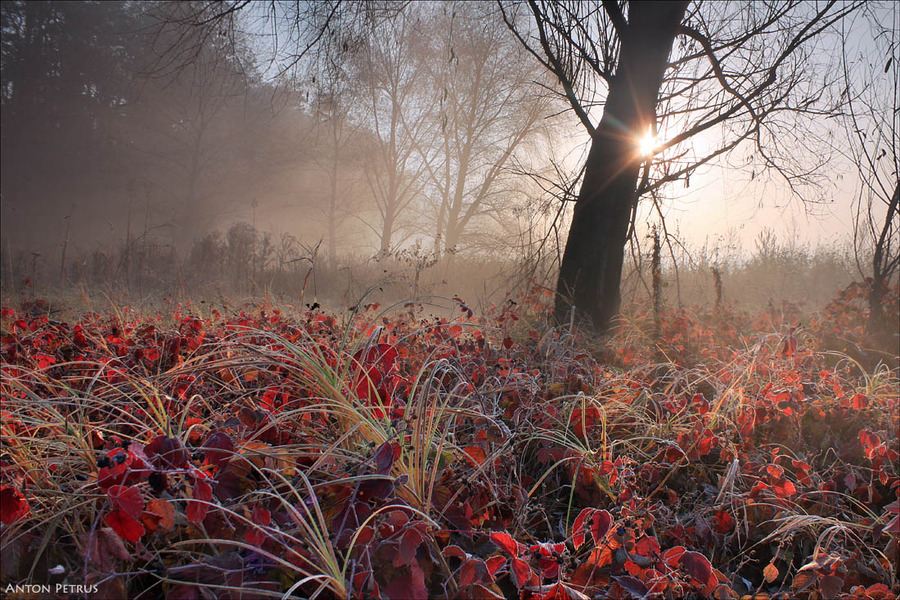 A colourful morning | mist, hoarfrost, sun