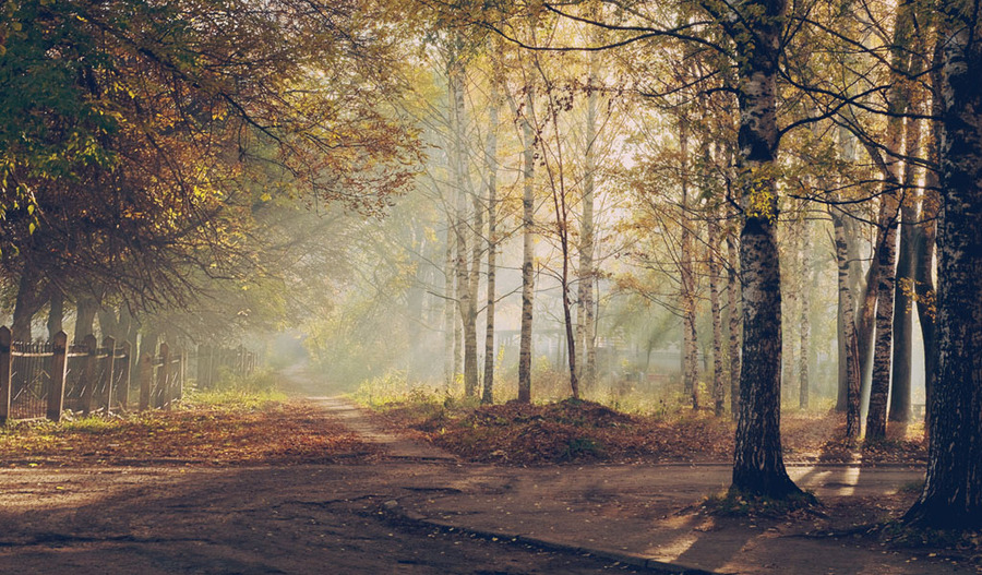 Glorious light | branches, trees, leaves, beams, light, birch