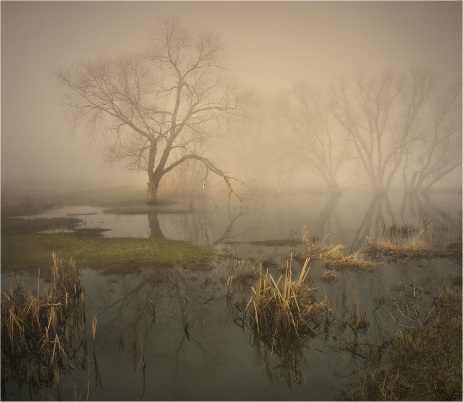 Silence | swamp, trees, fog