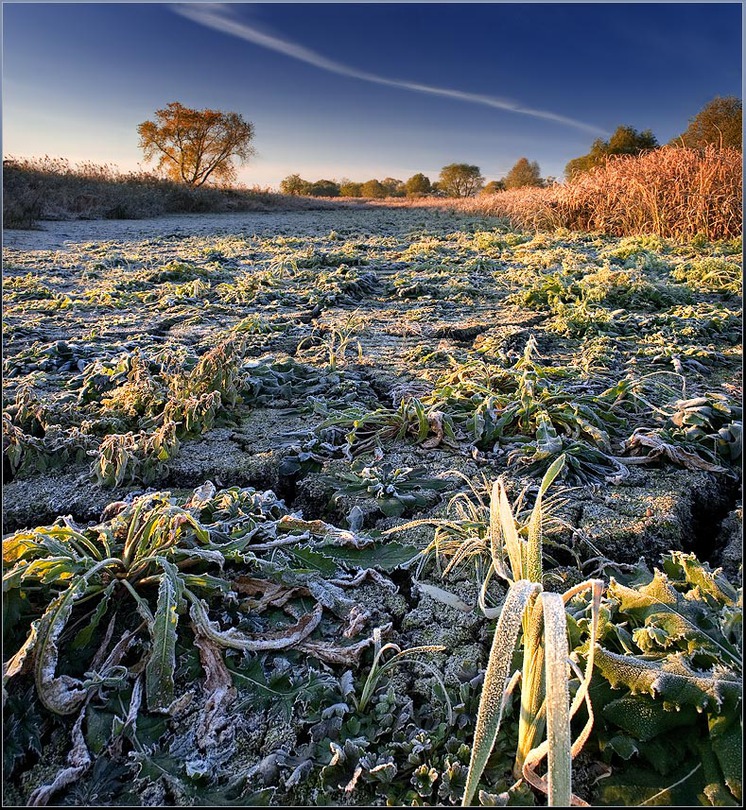 Frost and sunlight | hoarfrost