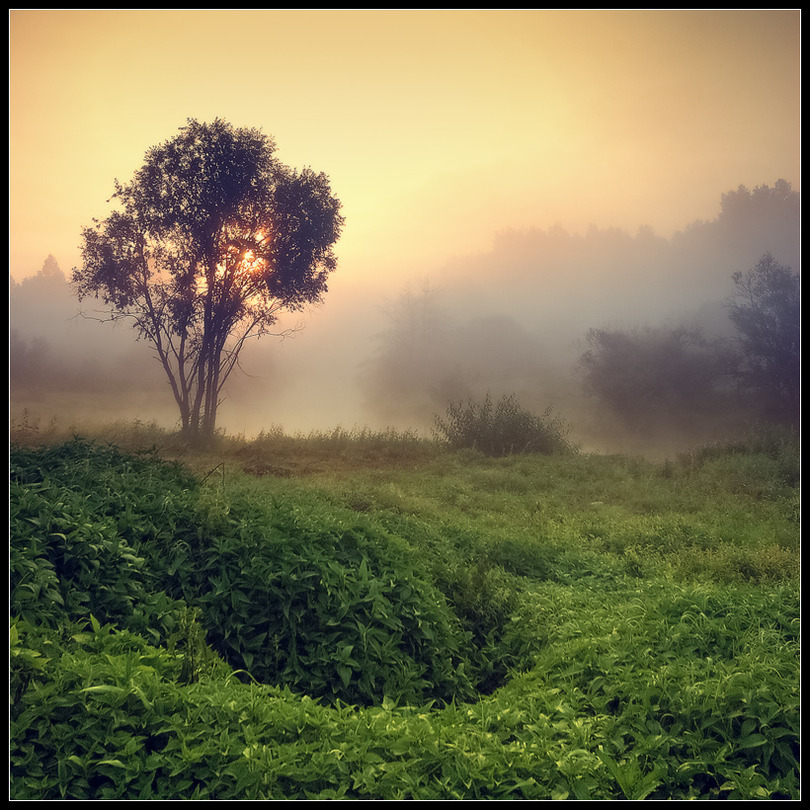 Fog and the green | dawn, silhouette, fog