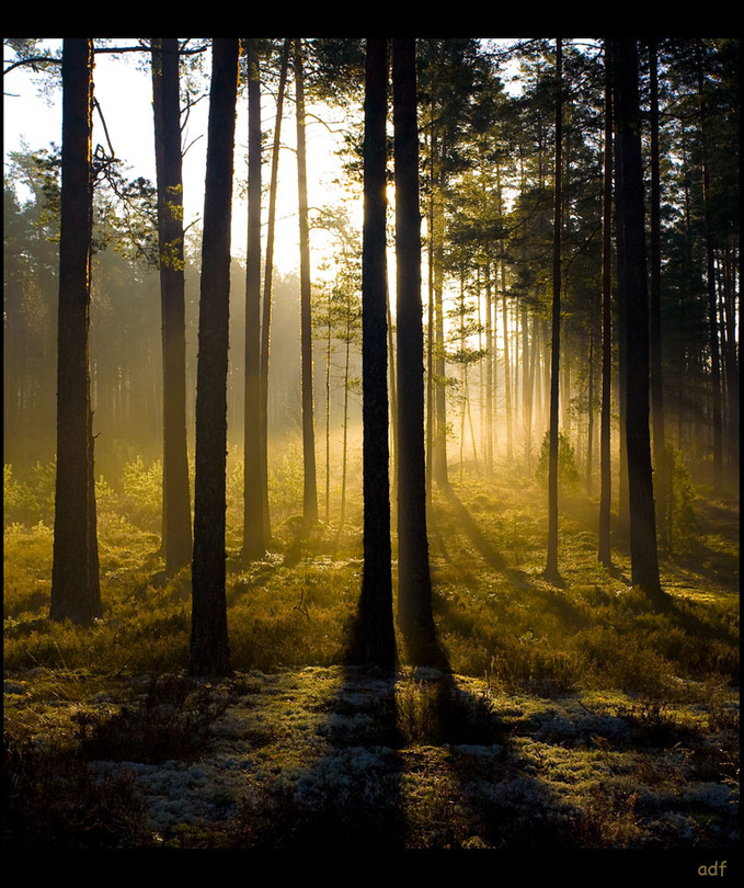 A morning mist | trees, mist, sunlight