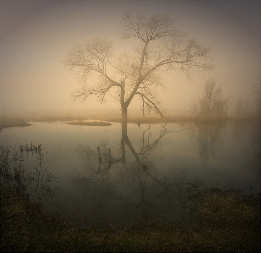 Foggy symmetry | tree, lake, reflection, fog