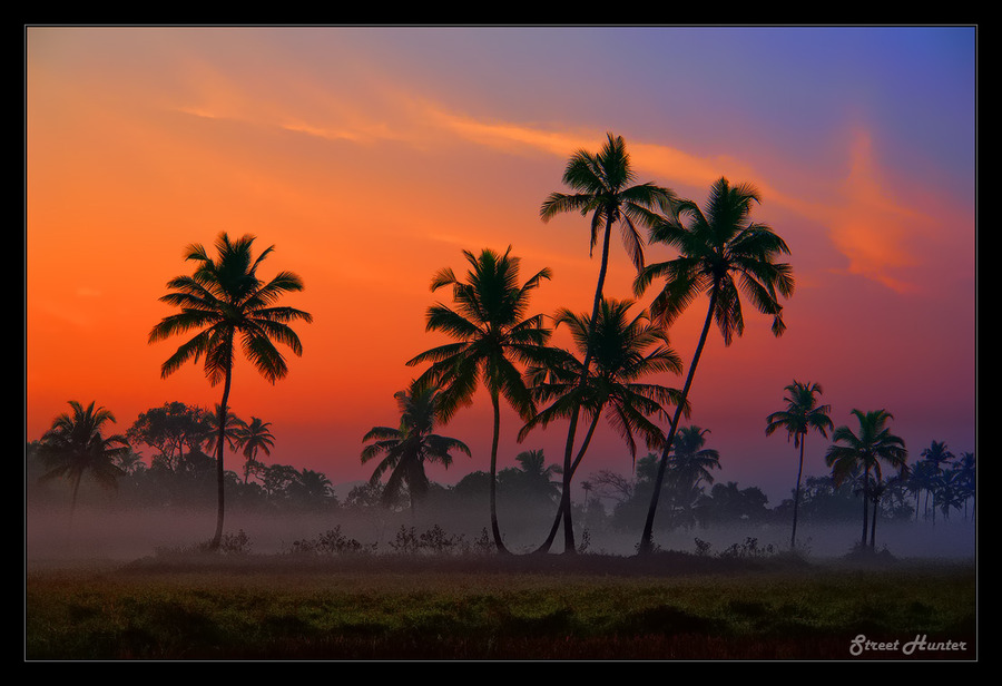 One magic morning at GOA | trees, sunrise, silhouette