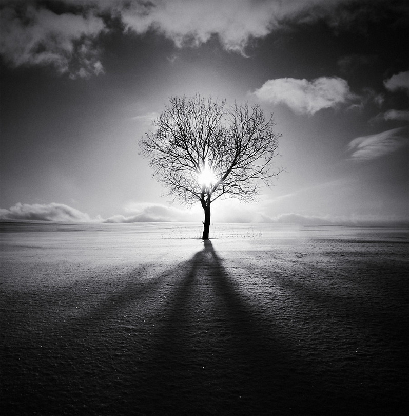 Edge of the world | tree, silhouette, sun, black and white