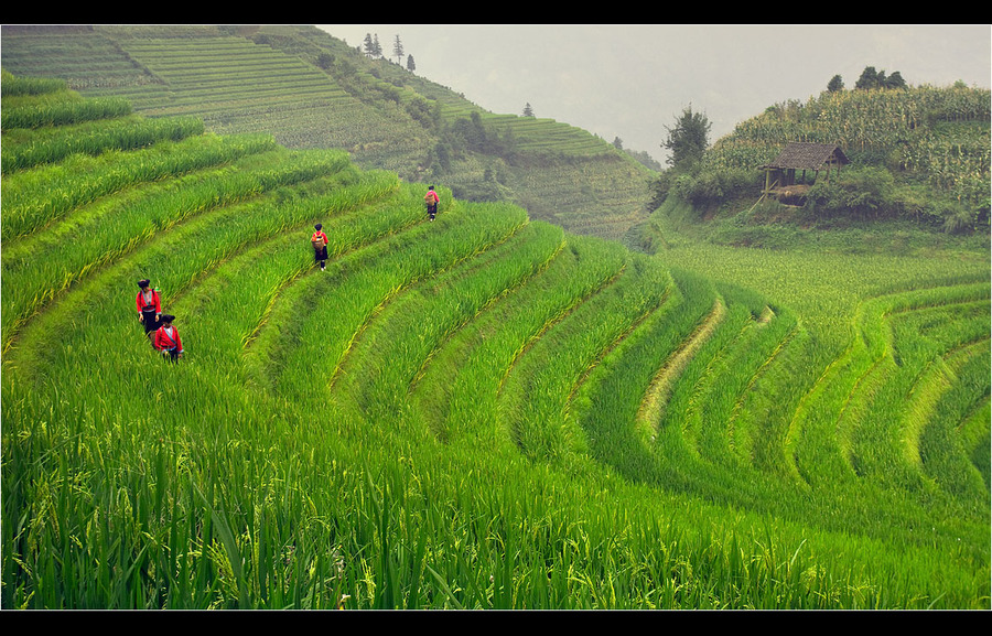 Time to pick the rice | people, hills