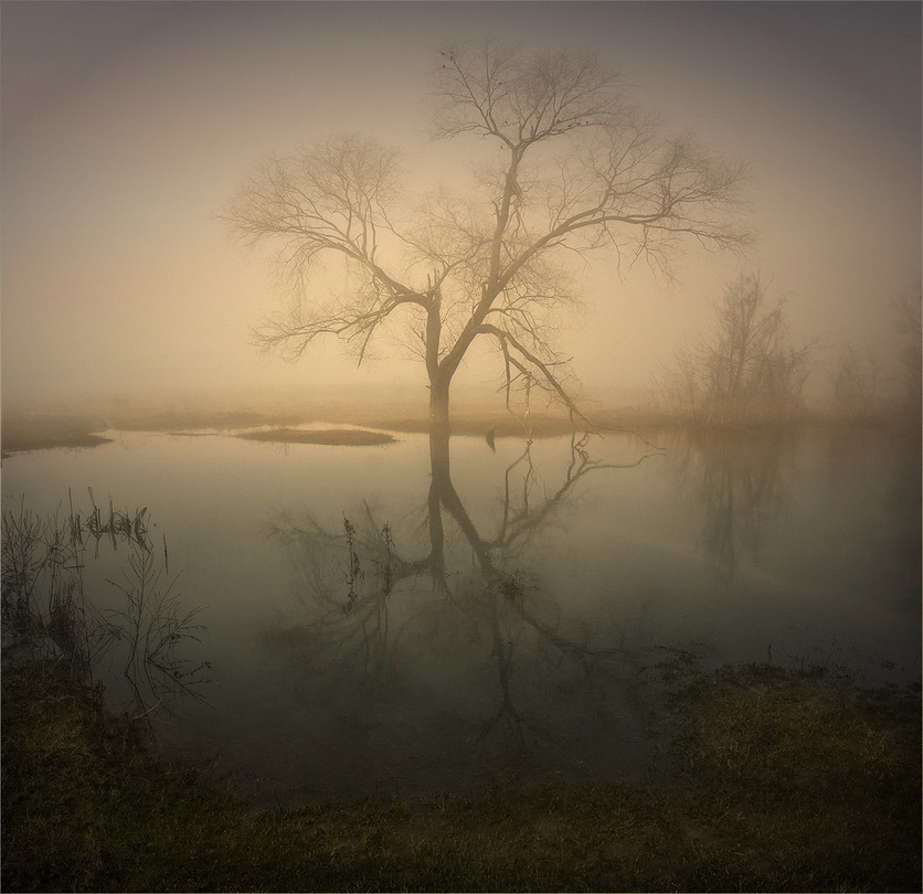 Mystic laguna | shore, branches, evening, water, tree, haze, mist, dusk, sunset, lake, reflection