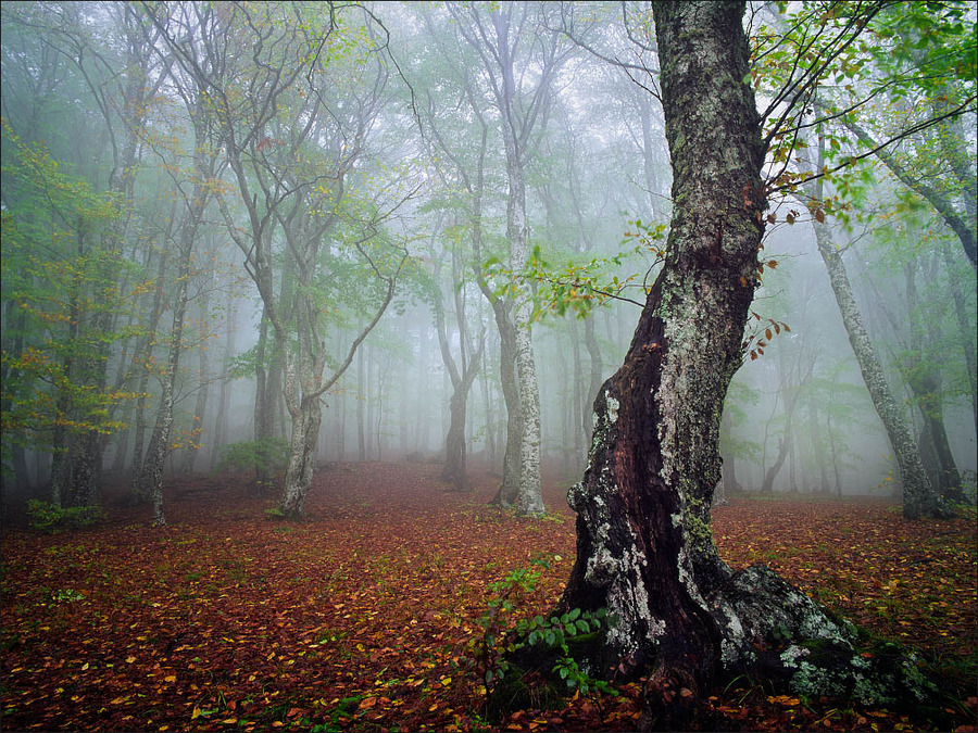 A foggy forest | forest, fog