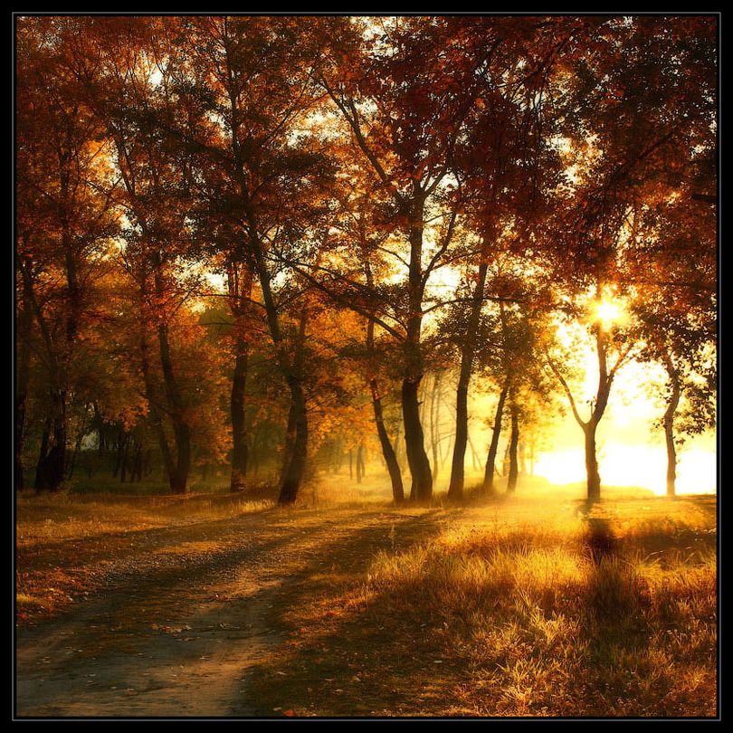 Golden wood | trees, colourful, forest, beams, autumn, sunlight, sun