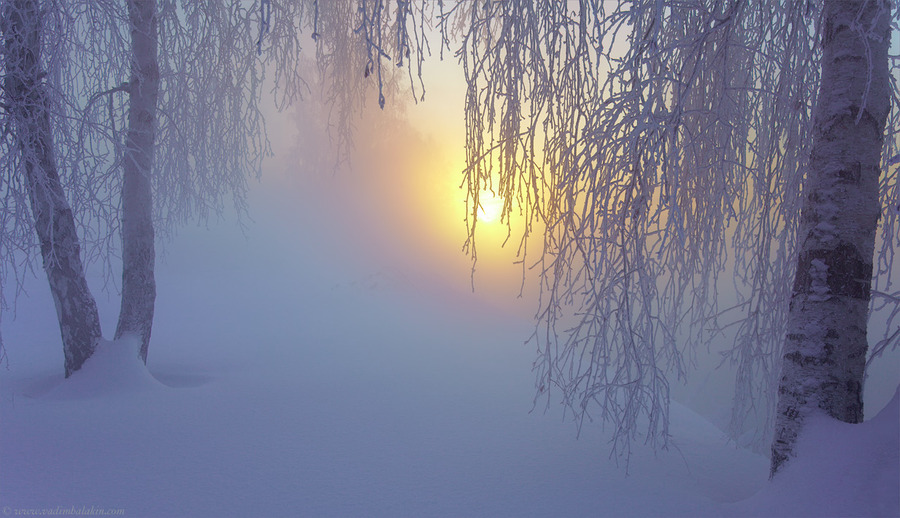 Through the frosty misty | trees, haze, mist, dusk, sunset, winter, hoarfrost, light, snow, sunlight, fog, birch