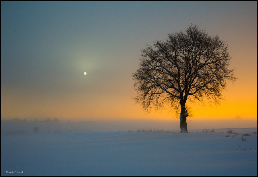 Frozen and lonely tree | evening, skyline, haze, mist, dusk, sunset, winter, moon, sky, field, snow